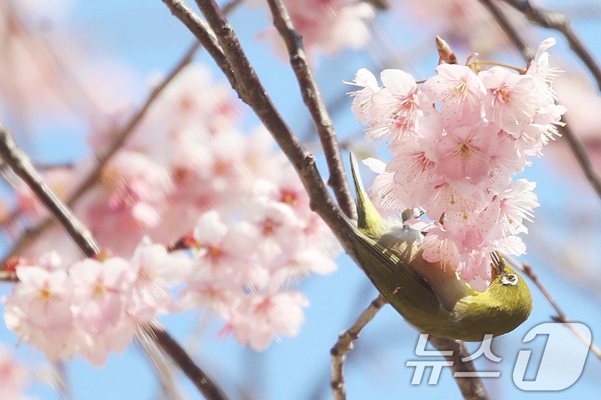 본문 이미지 - 부산 수영구 배화학교에서 동박새가 활짝 핀 벚꽃 꿀을 따 먹으며 봄소식을 전하고 있다. 2026.3.10 ⓒ 뉴스1 윤일지 기자