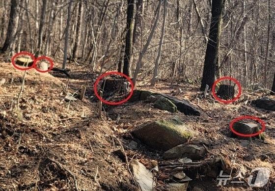 본문 이미지 - 충북 청주 상당산성 옛길의 경사가 완만한 곳에 베어진 나무.2026.3.3/뉴스1 임양규 기자