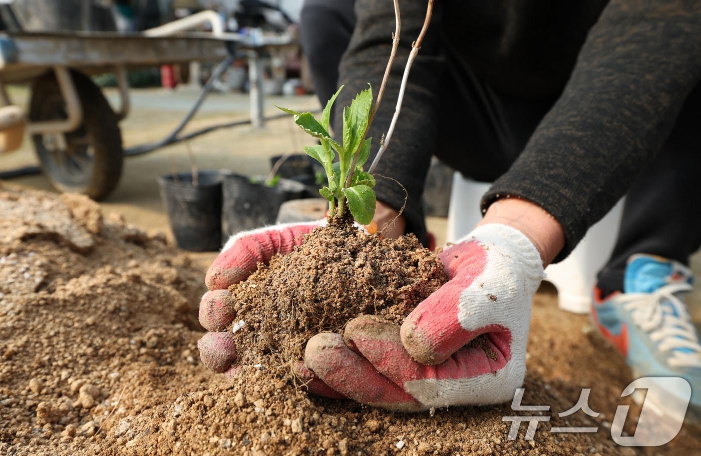 본문 이미지 - 제11회 흙의 날을 하루 앞둔 10일 경기 용인시 처인구 원삼면의 한 농원에서 관계자가 분갈이를 하고 있다. 흙의 날은 매년 3월 11일로 농촌진흥청이 흙의 소중함과 보전의 필요성을 알리기 위해 2015년 처음 지정했다. 2026.3.10 ⓒ 뉴스1 김영운 기자