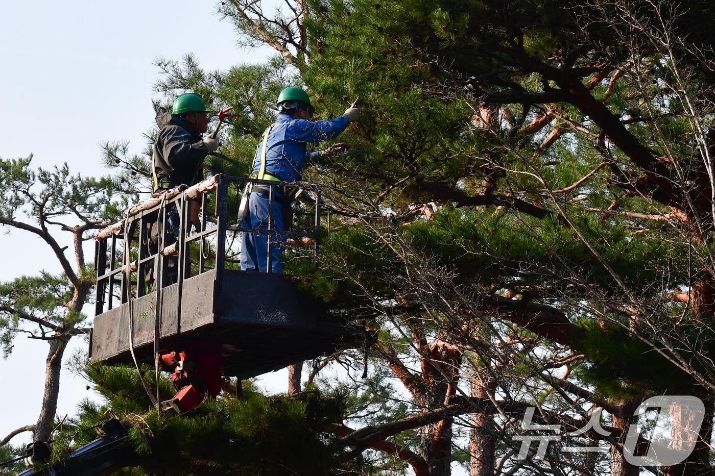 본문 이미지 - 10일 경북 포항시청 화단에서 근로자들이 소나무의 가지를 치고 있다. 2026.3.10 ⓒ 뉴스1 최창호 기자