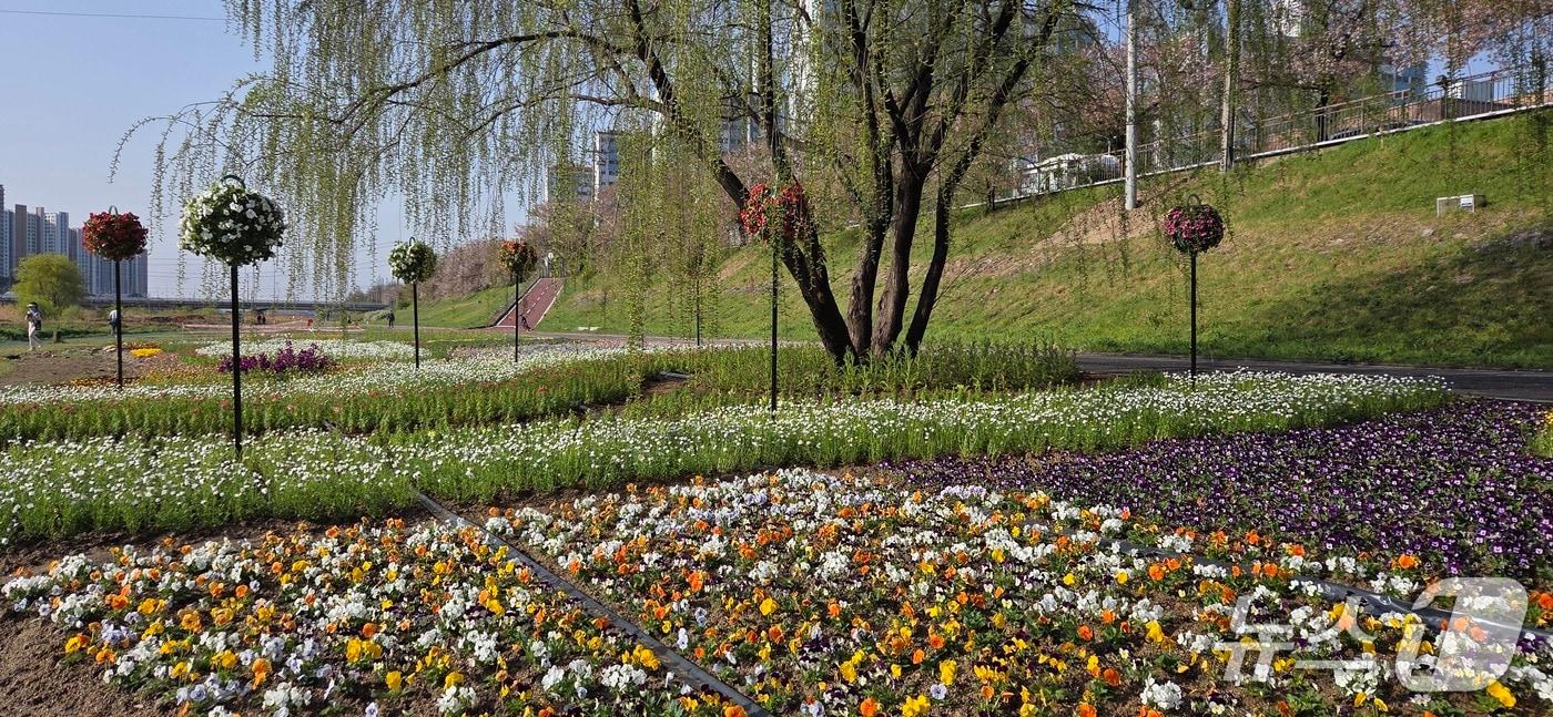 본문 이미지 - 청주 무심천 꽃정원.(청주시 제공. 재판매 및 DB금지) 