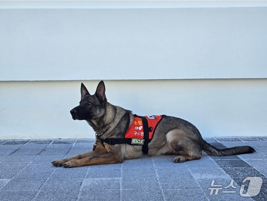 본문 이미지 - 경남소방본부 119특수대응단 소속 인명구조견 '나이스'(경남소방본부 제공. 재판매 및 DB금지)