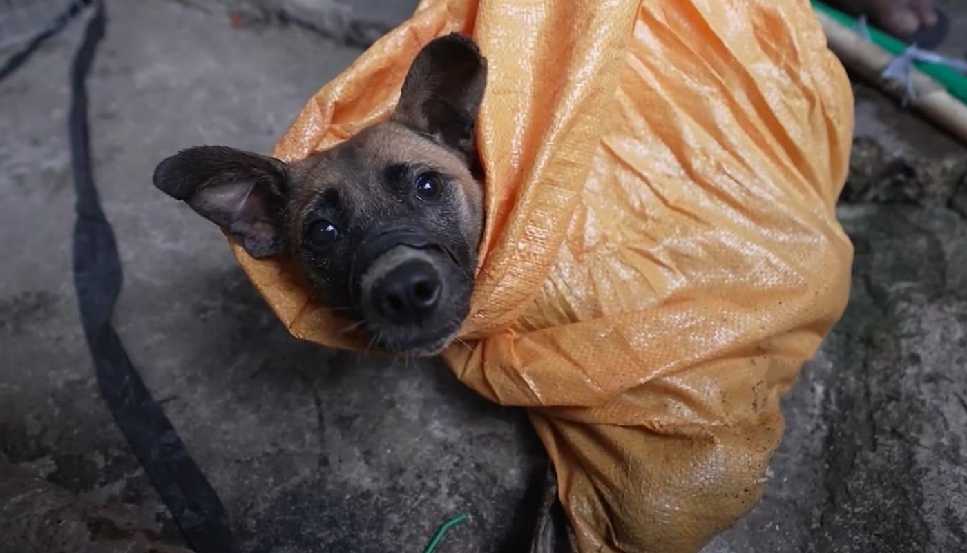 본문 이미지 - 인도네시아의 개 도살장으로 잡혀온 개가 마대자루에서 얼굴을 내밀고 있다. 휴메인 월드 포 애니멀즈에 따르면 인도네시아의 개 식용 산업은 대부분 가정이나 거리에서 불법 포획된 개들이 입과 발이 묶인 채 자루에 넣어져 유통되고 있다(단체 제공). ⓒ 뉴스1