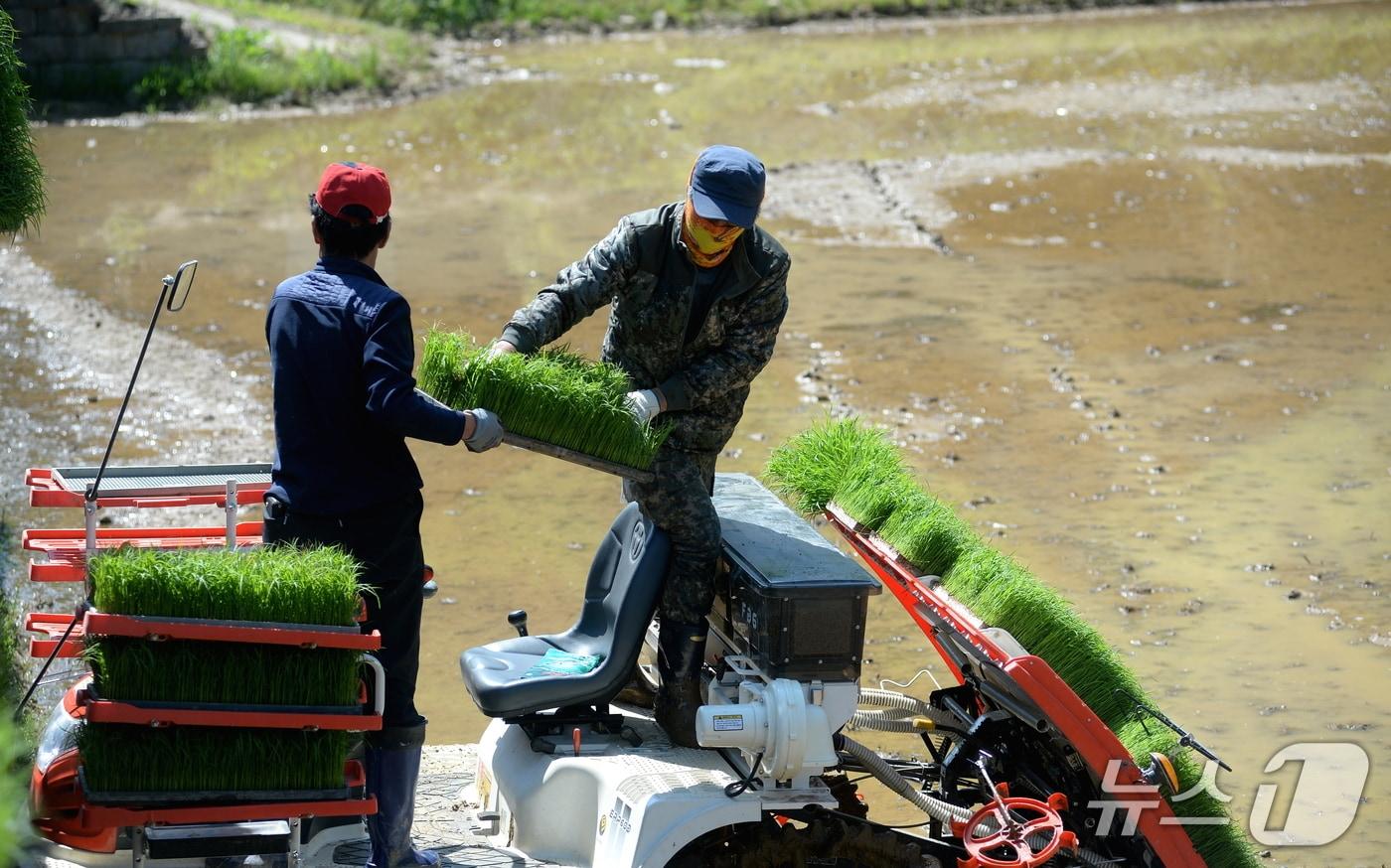 본문 이미지 - 화천군 모내기 영농대행 현장.(화천군 제공, 재판매 및 DB금지)