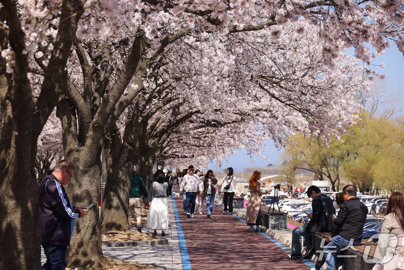 본문 이미지 - 지난해 강원 양양 남대천 벚꽃축제 당시.(양양군 제공, 재판매 및 DB 금지) 2025.3.11/뉴스1