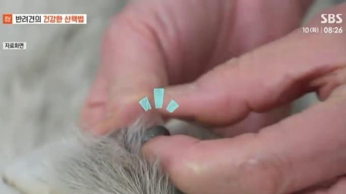 본문 이미지 - 봄철 야외활동이 늘면서 반려견 진드기 매개 질환 예방의 중요성이 커지고 있다(SBS 모닝와이드 갈무리). ⓒ 뉴스1