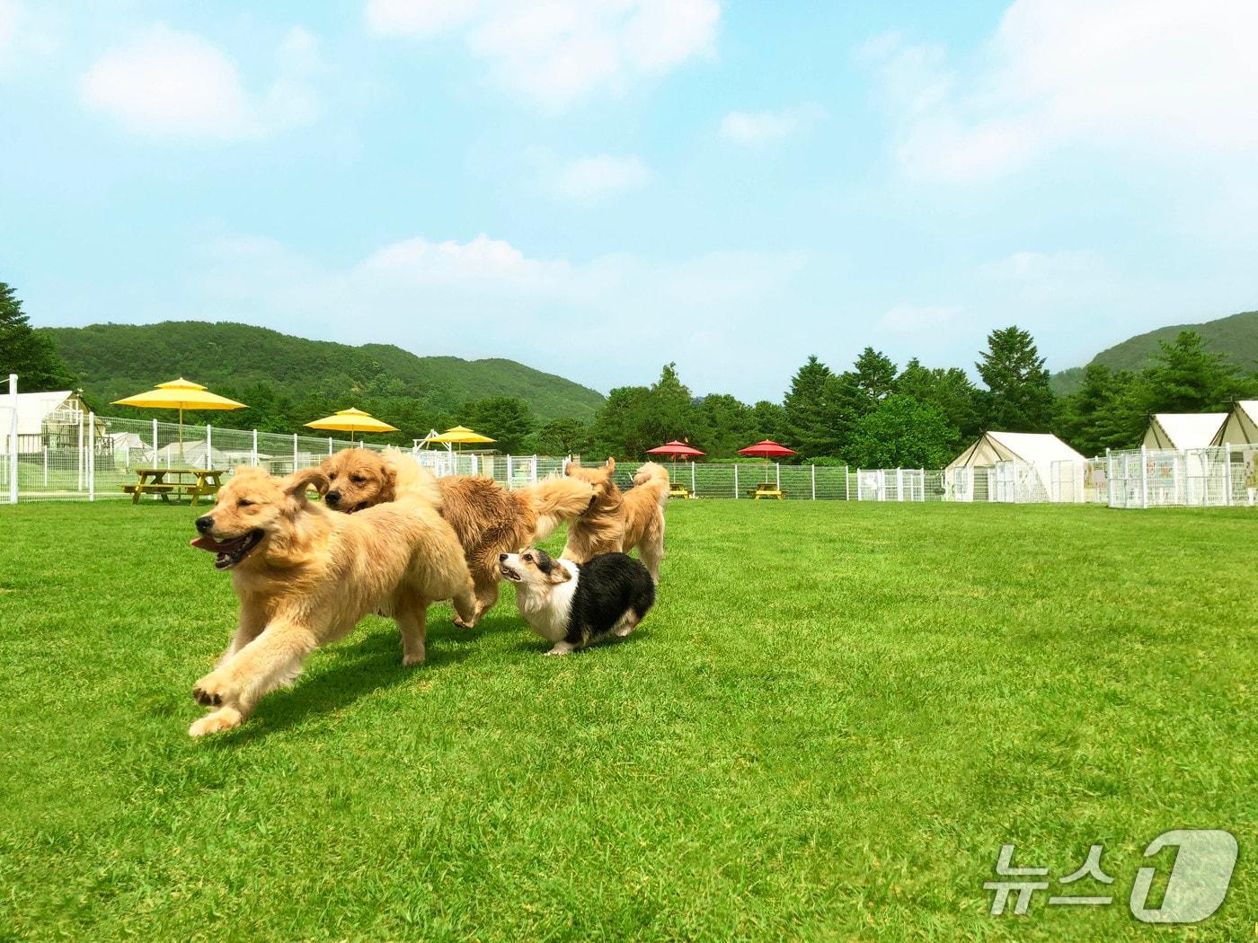 본문 이미지 - 운동장에서 뛰고 있는 강아지들(골드펫리조트 제공) ⓒ 뉴스1