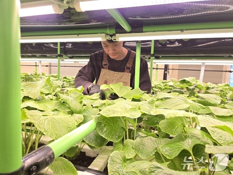본문 이미지 - 영동군 영동읍 구수로 일원에서 와우팜 농장을 운영하는 청년농업인 성민용 씨가 스마트팜 시설에서 재배 중인 와사비를 소개하고 있다. (영동군 제공. 재판매 및 DB금지)  