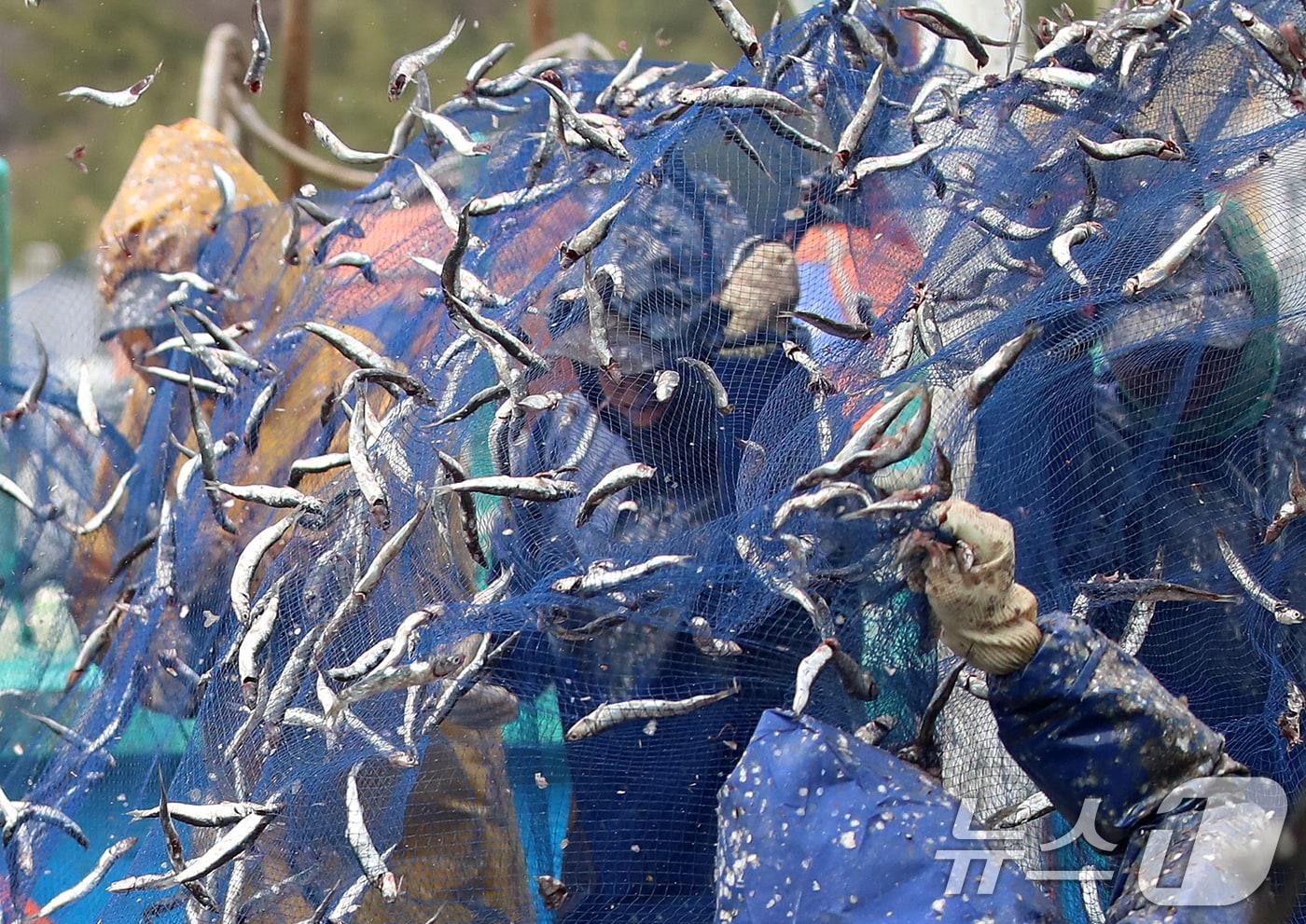 본문 이미지 - 부산 기장군 대변항에서 어민들이 봄 멸치를 그물에서 털어내고 있다. 2026.3.12 ⓒ 뉴스1 윤일지 기자