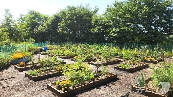 본문 이미지 - 전주 완산중 학교 텃밭./뉴스1DB