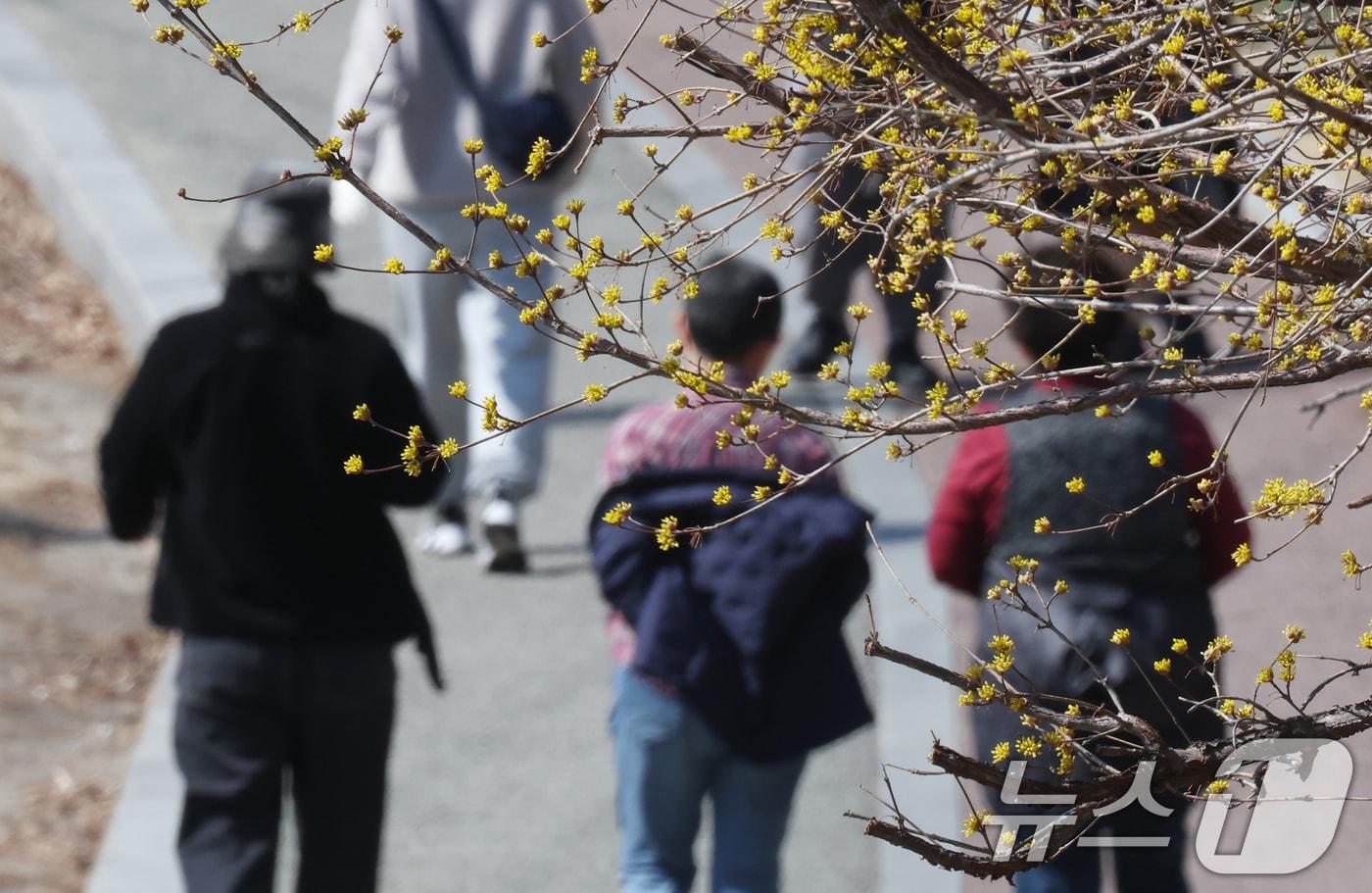 본문 이미지 - 따뜻한 봄날씨를 보인 13일 경기 수원시 팔달구 팔달산에서 시민들이 산수유꽃 아래를 거닐며 산책을 즐기고 있다. 2026.3.13 ⓒ 뉴스1 김영운 기자