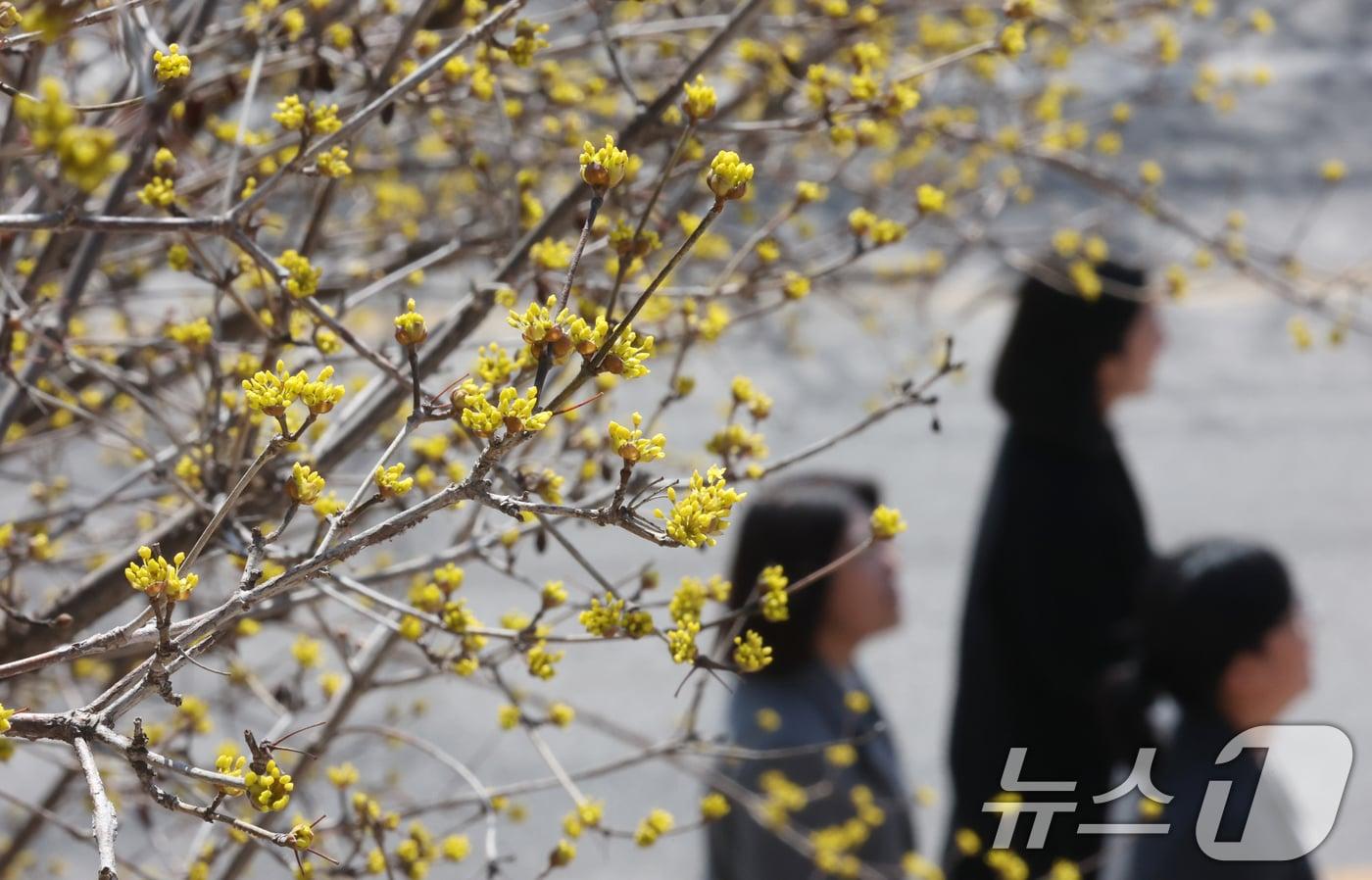 본문 이미지 - 봄 알리는 산수유꽃 ⓒ 뉴스1