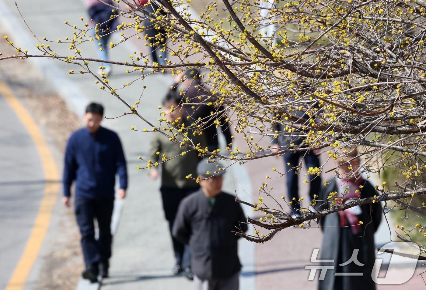 본문 이미지 - 13일 경기 수원시 팔달구 팔달산에서 시민들이 산수유꽃 아래를 거닐며 산책을 즐기고 있다.  ⓒ 뉴스1