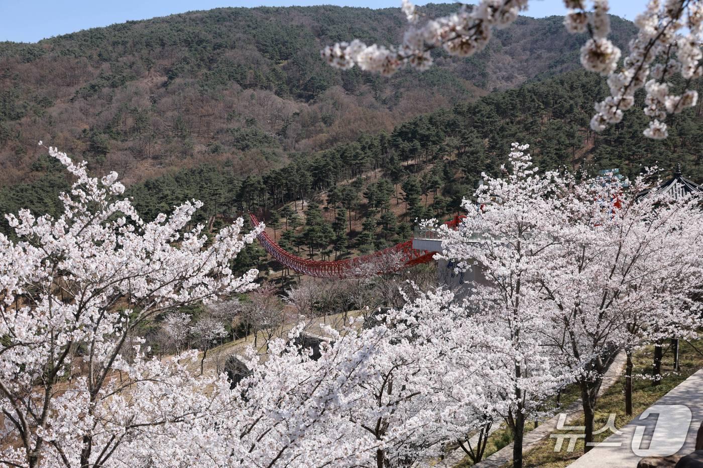 본문 이미지 - 산청 동의보감촌 무릉교 일원의 벚꽃(산청군 제공. 재판매 및 DB금지).