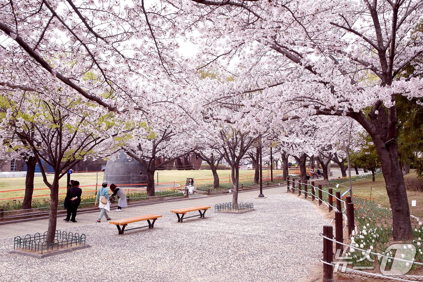 본문 이미지 - 김해 연지공원 벚꽃.(김해시 제공. 재판매 및 DB금지)