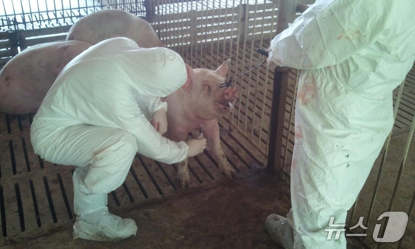 본문 이미지 - 아프리카돼지열병 검사(충북도 제공. 재판매 및 DB금지)