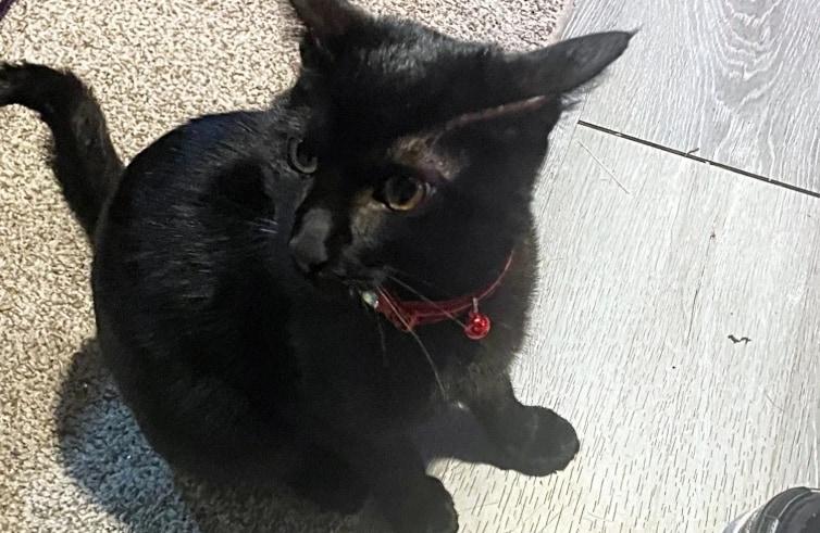 본문 이미지 - 뉴욕포스트