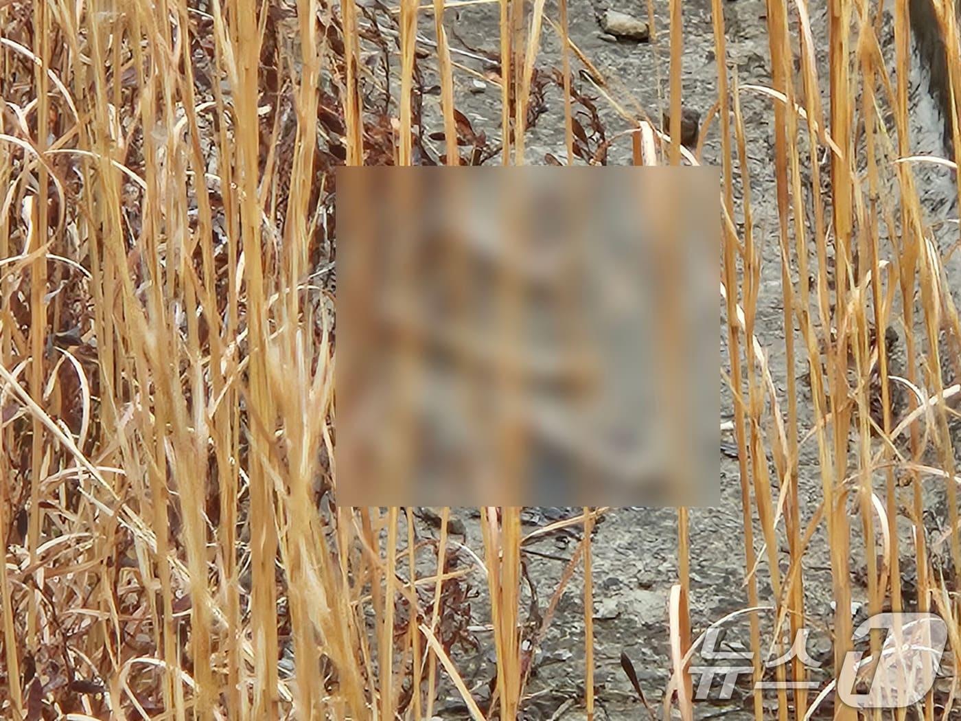 본문 이미지 - 15일 전남 무안국제공항 활주로 인근을 순찰하던 여객기 참사 유가족들이 인골로 추정되는 물체 여러개를 발견한 모습. (유가족 협의회 제공. 재판매 및 DB 금지) 