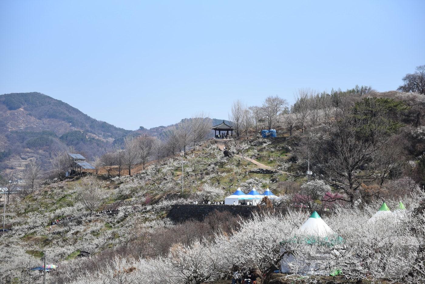 본문 이미지 - 15일 매화축제가 열리고 있는 광양시 다압면 매화마을 일원. 2026.3.15 ⓒ 뉴스1 김성준 기자