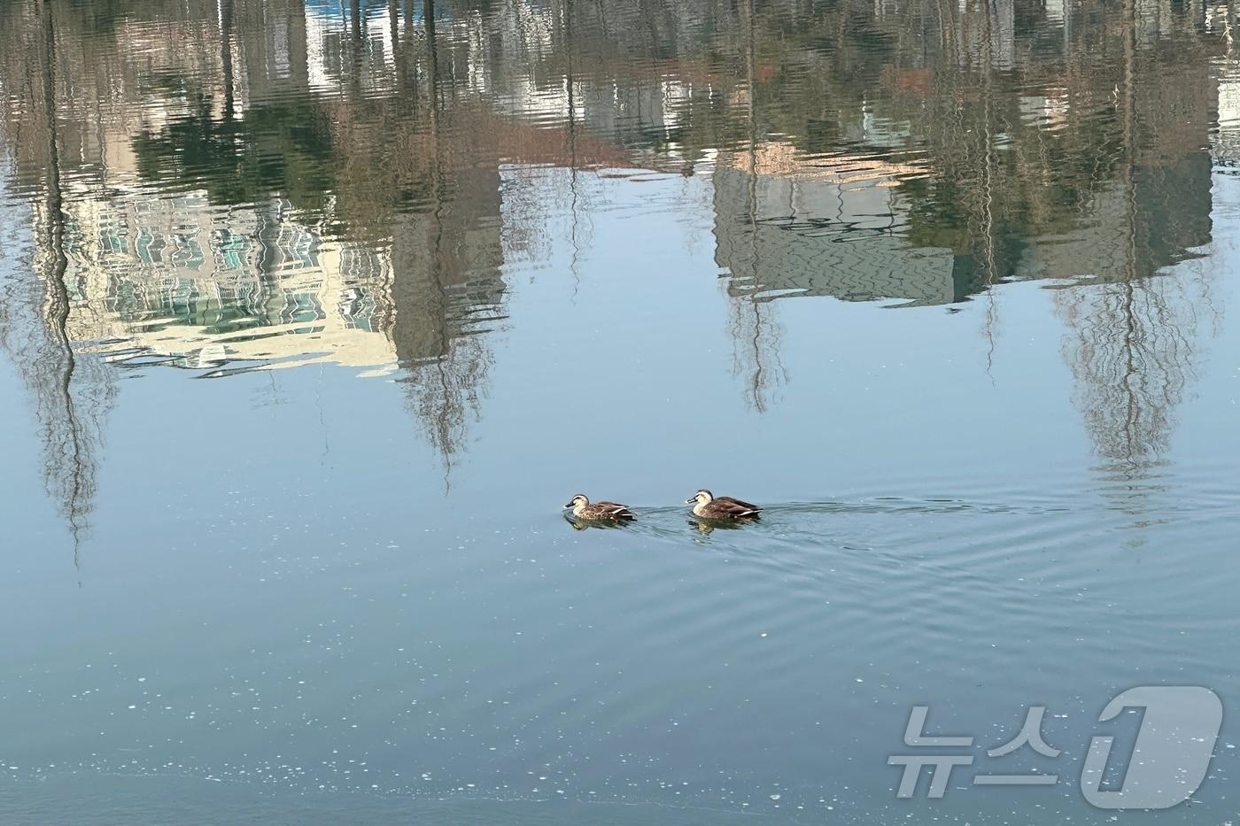 본문 이미지 - 충주 호암지 오리. ⓒ 뉴스1 윤원진 기자