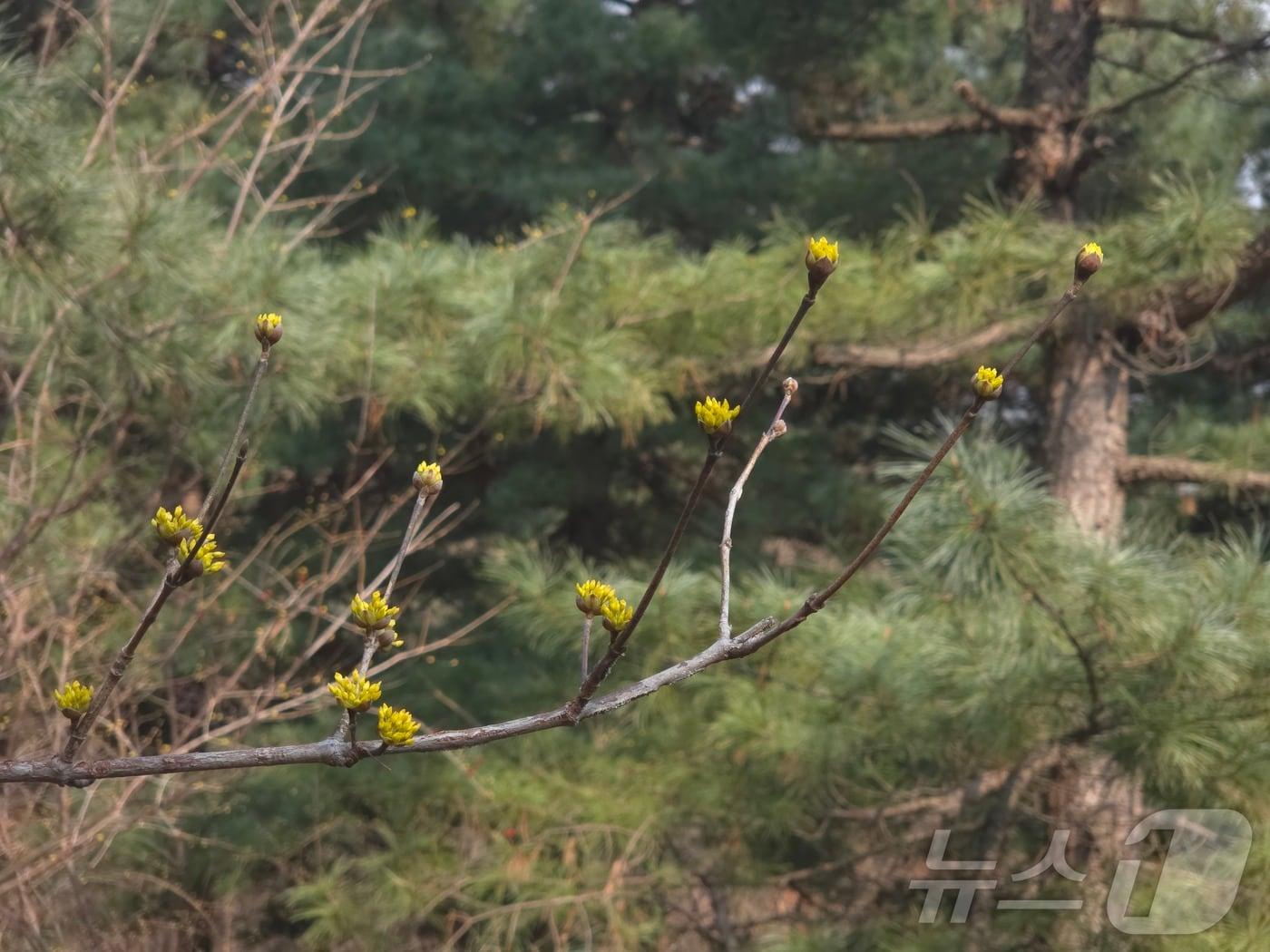 본문 이미지 - 서울 은평구 봉산에 산수유 꽃이 피고 있다. 2026.3.15 ⓒ 뉴스1 황덕현 기후환경전문기자