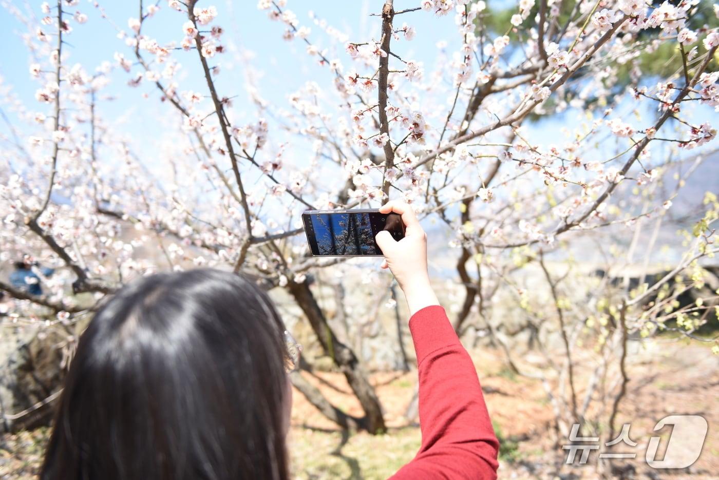 본문 이미지 - 15일 광양매화축제장을 찾은 상춘객이 매화꽃을 촬영하고 있다.20206.3.15/뉴스1