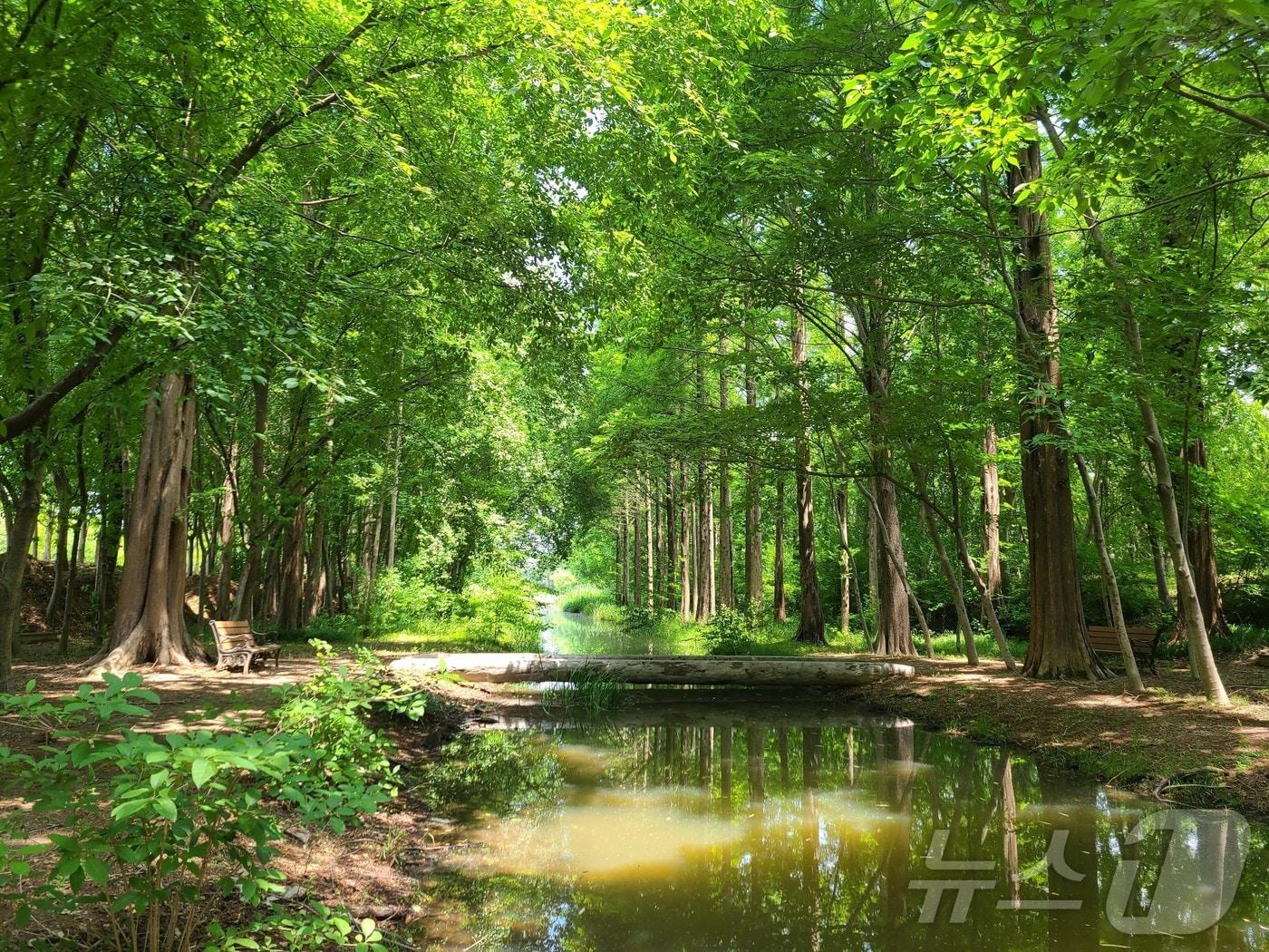 본문 이미지 - 경북도가 기후위기 대응과 생활환경 개선을 위해 올해 297억원을 들여 14개 시·군 29곳에,26만5000㎡ 규모의 도시숲을 조성한다.사진은 경주 천년의 숲./뉴스1
