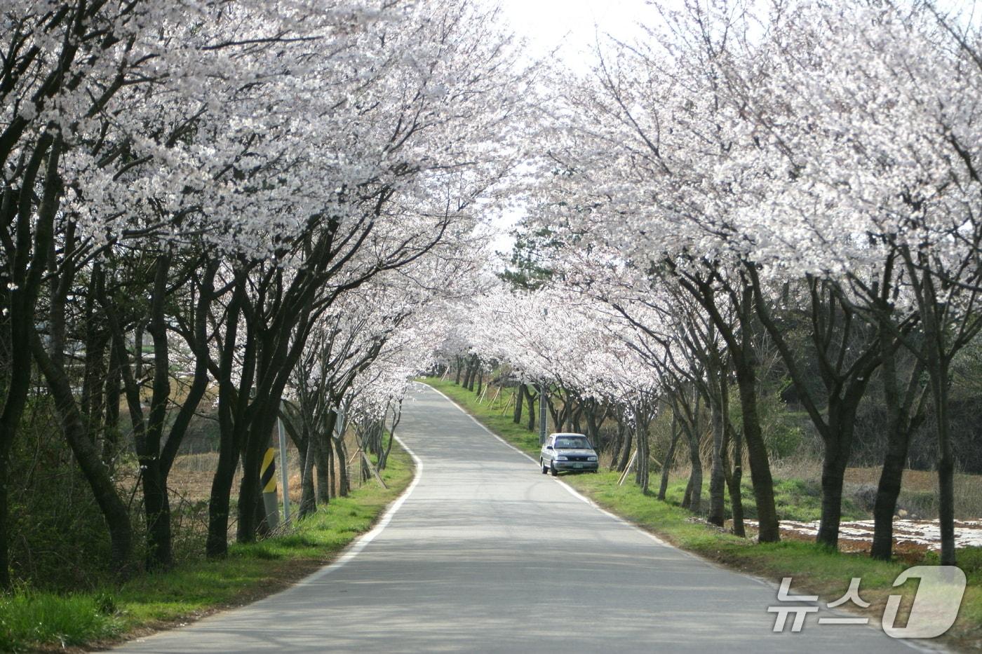 본문 이미지 - 사천시 선진리성 일원 벚꽃(사천시 제공. 재판매 및 DB금지).