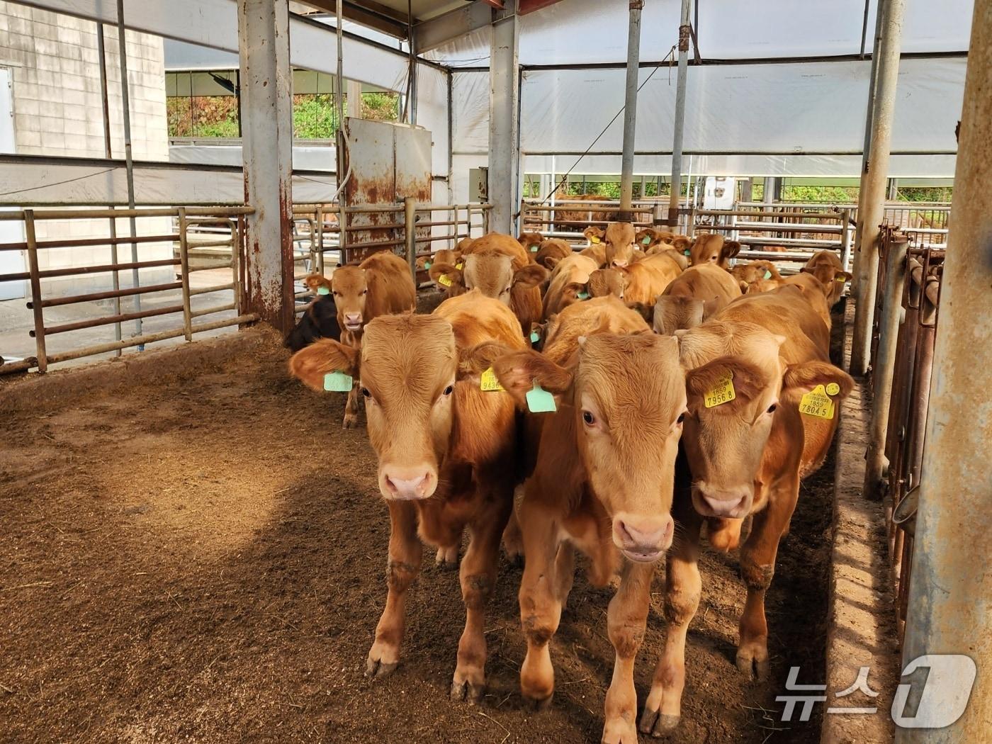 본문 이미지 - 경기도는 2026년 '경기한우명품화사업'을 추진한다고 밝혔다. (사진 경기도 제공) /뉴스1