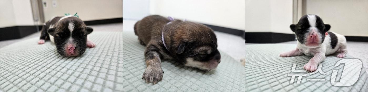 본문 이미지 - 횡성군 반려동물보호센터에서 태어난 강아지들. 사진 왼쪽부터 오이·포도·딸기(횡성군 제공. 재판매 및 DB금지)/뉴스1