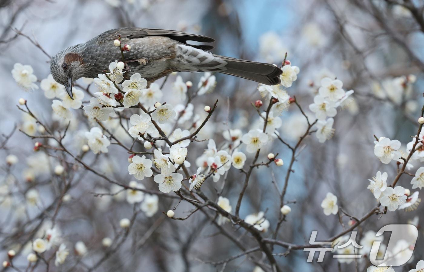 본문 이미지 - 29일 대전·충남은 내륙을 중심으로 대기가 매우 건조할 것으로 예보됐다. 대전 서구 한 공원에서 직박구리가 매화꽃에서 꿀을 따고 있다. ⓒ 뉴스1 김기태 기자