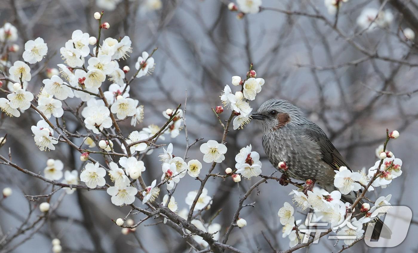 본문 이미지 - 24일 대전·충남은 대기가 건조한 가운데 낮과 밤의 기온 차가 10~20도 이상으로 클 것으로 예보됐다. 대전 서구 한 공원에서 직박구리가 매화꽃에서 꿀을 따고 있다.  ⓒ 뉴스1 김기태 기자