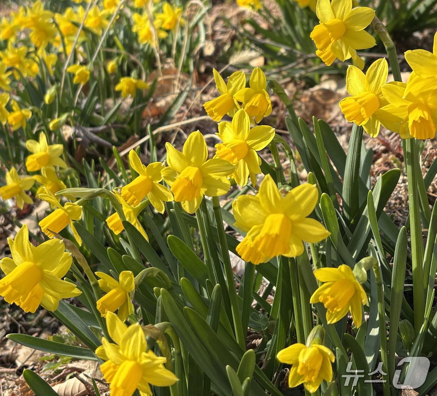 본문 이미지 - '월아산 숲속의 진주' 일원에 개화한 수선화(진주시 제공. 재판매 및 DB금지).