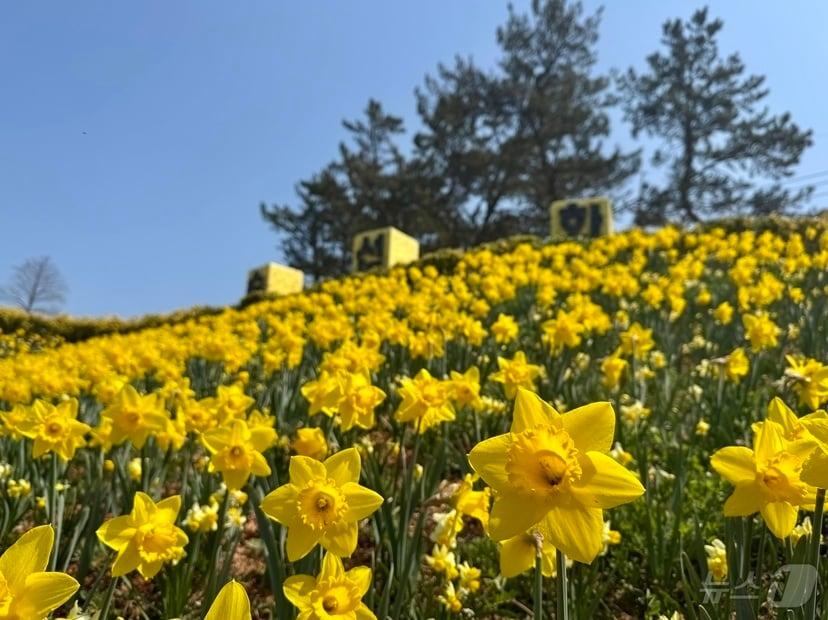 본문 이미지 - 2026 섬 수선화 축제 (신안군 제공. 재판매 및 DB금지) ⓒ 뉴스1 