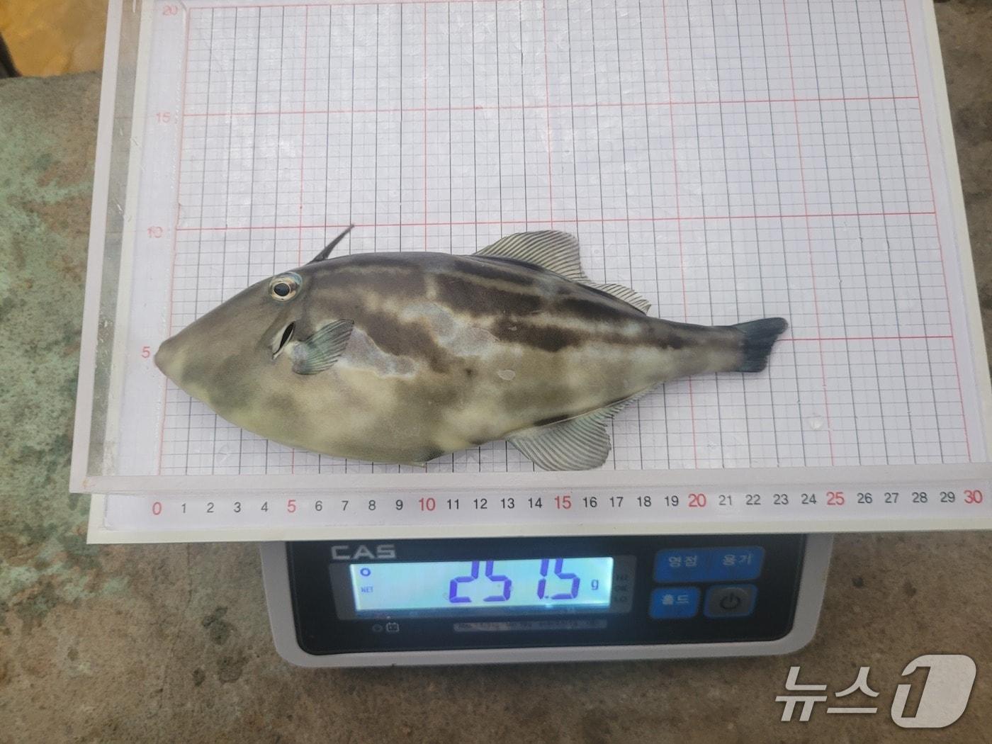 본문 이미지 - 올해 첫 출하된 말쥐치.(제주도 제공. 재판매 및 DB 금지)/뉴스1