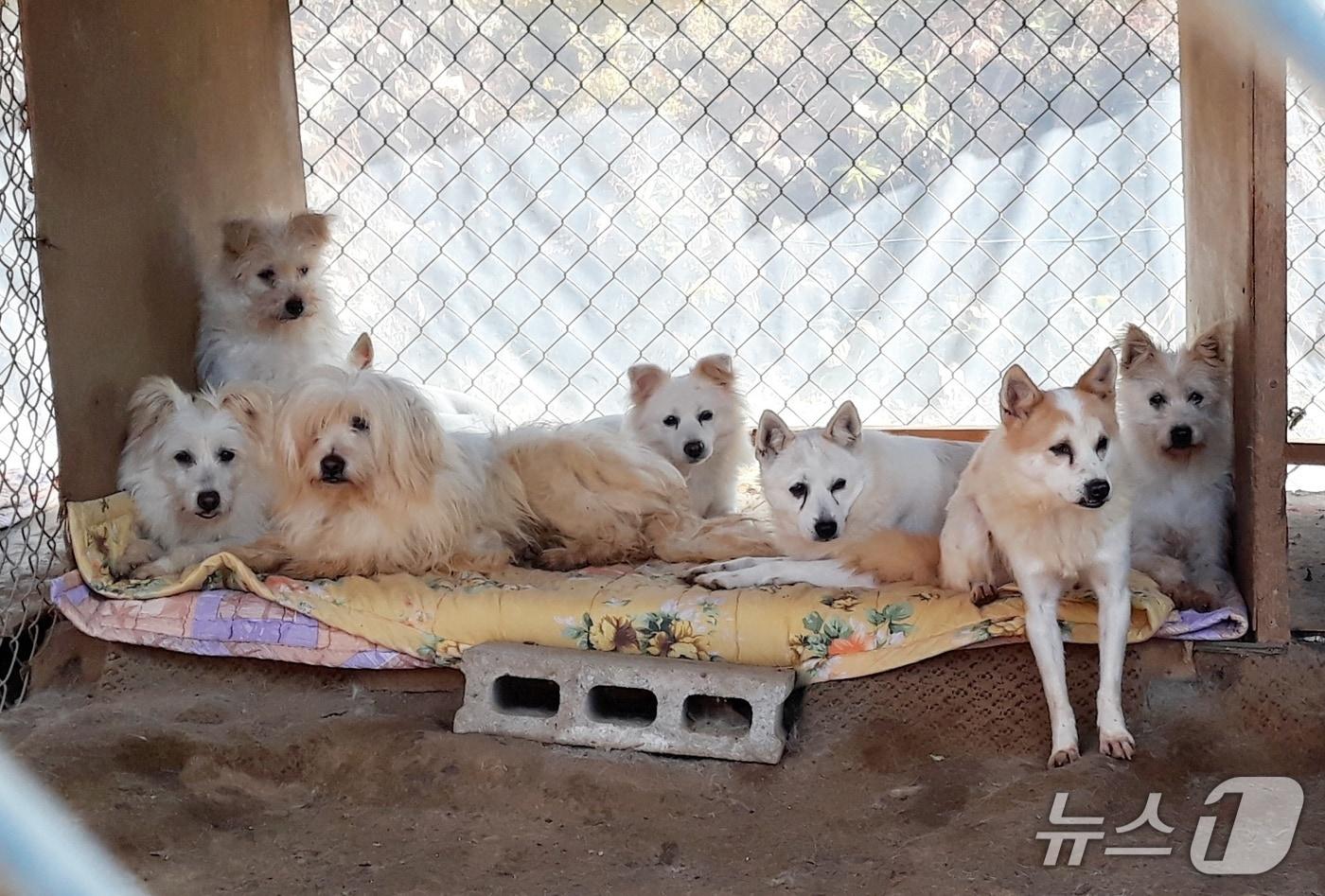 본문 이미지 - 민간이 운영하는 A 유실유기동물보호소 ⓒ 뉴스1