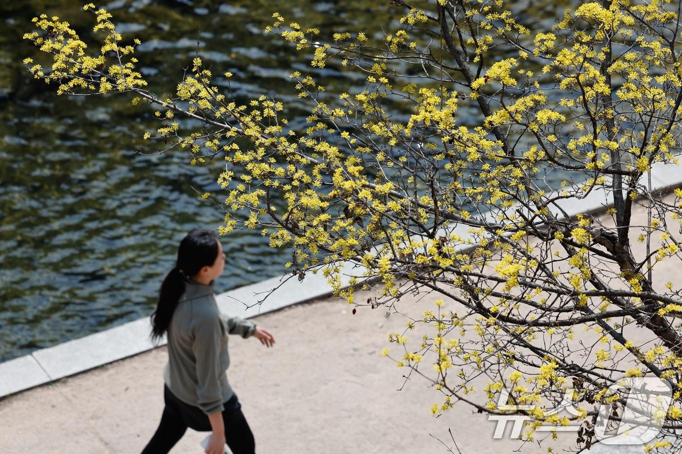 본문 이미지 - 서울 종로구 청계천에 산수유가 피어 있다. 2026.3.16 ⓒ 뉴스1 안은나 기자