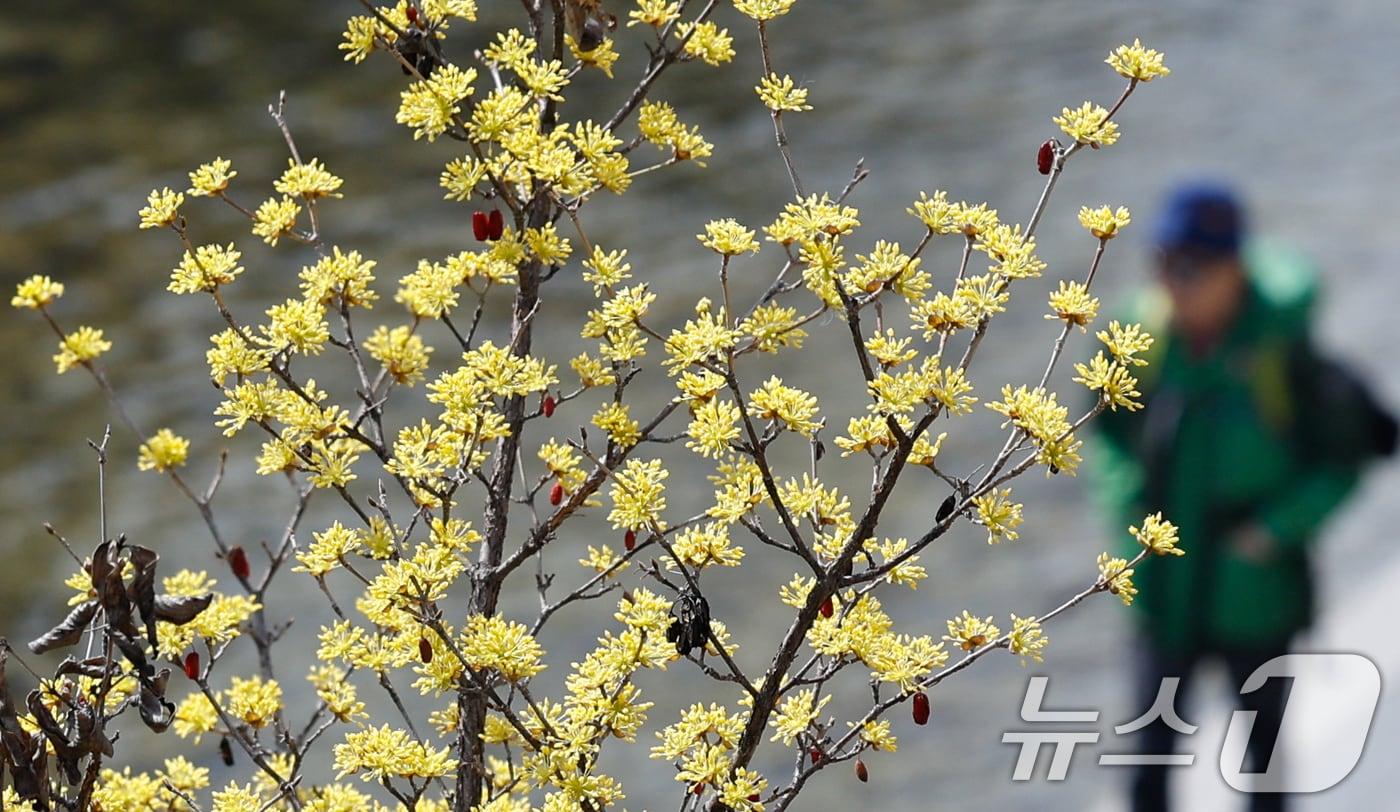 본문 이미지 - 일교차가 15도 안팎으로 크고 한낮 포근한 날씨를 보인 16일 서울 종로구 청계천에 산수유가 피어 있다. 2026.3.16 ⓒ 뉴스1 안은나 기자
