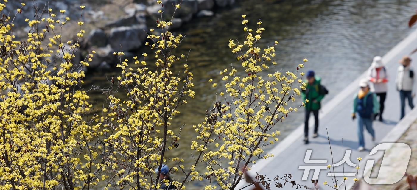 본문 이미지 - 일교차가 15도 안팎으로 크고 한낮 포근한 날씨를 보인 16일 서울 종로구 청계천에 산수유가 피어 있다. 2026.3.16 ⓒ 뉴스1 안은나 기자