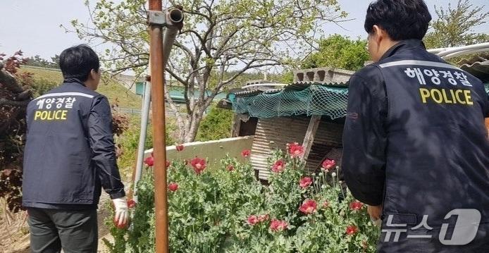 본문 이미지 - 사천해경의 양귀비 재배 단속 장면(사천해경 제공. 재판매 및 DB금지).