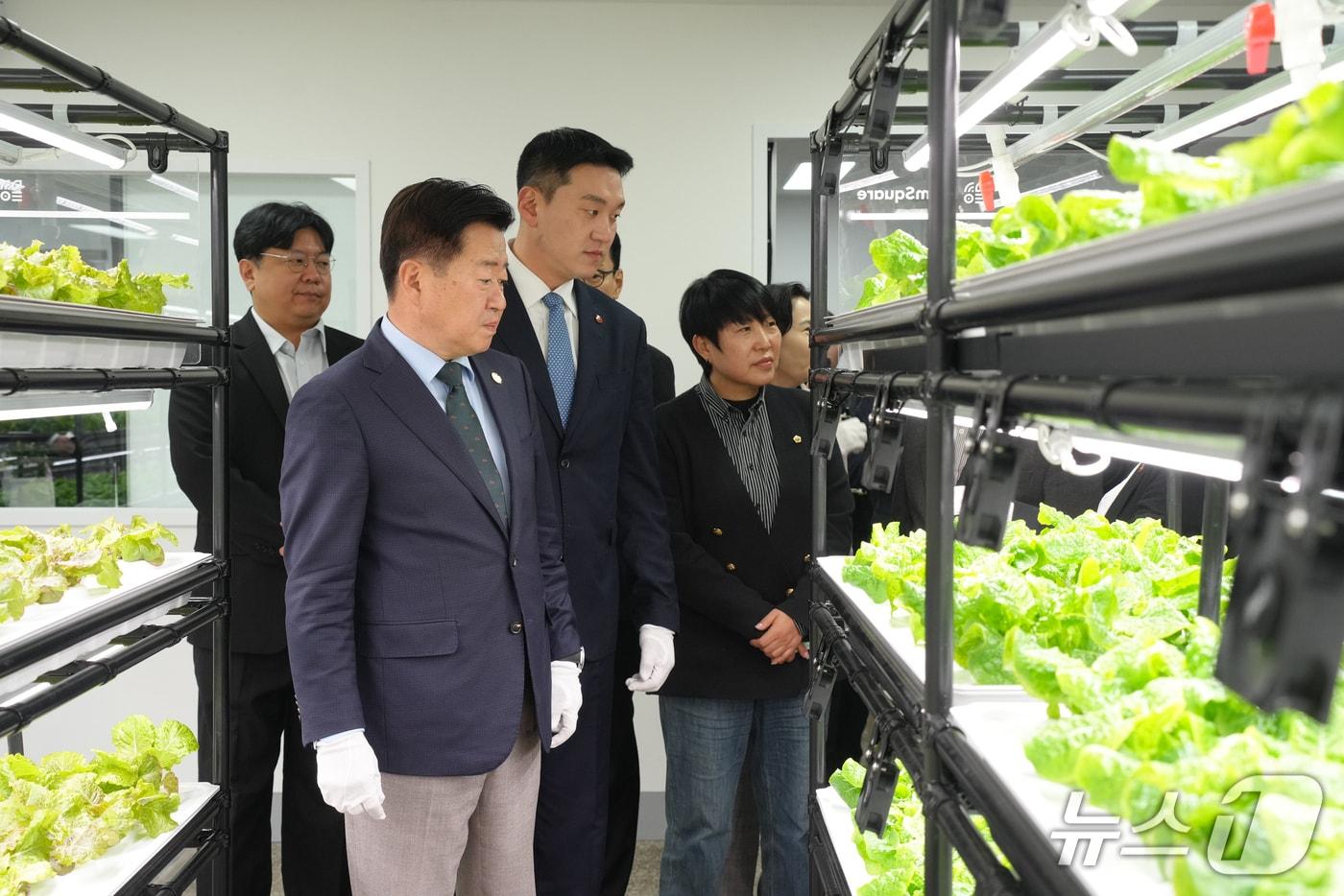 본문 이미지 - 오영훈 제주지사가 16일 생산형 노인일자리 사업장인 '우영뜨락'에서 재배중인 상추를 둘러보고 있다./뉴스1 