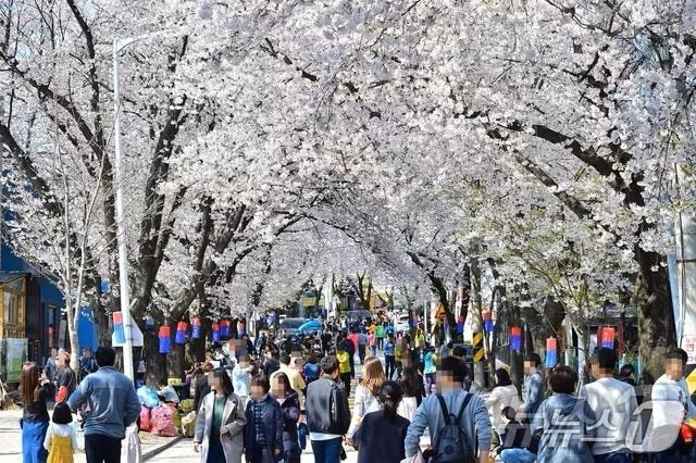 본문 이미지 - 지난해 제천 청풍면 청풍호 벚꽃.(제천시 제공. 재판매 및 DB금지) 