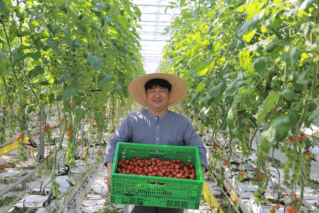 본문 이미지 - 킴스클럽과 직계약한 충남 부여군 세도면 농가의 대추방울토마토(이랜드 제공)