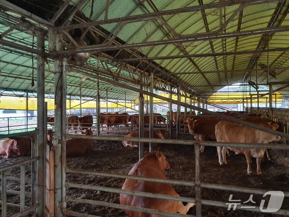 본문 이미지 - 미생물 분리원인 순천 소재 축산 시설의 소 사육시설(기후부 제공) ⓒ 뉴스1