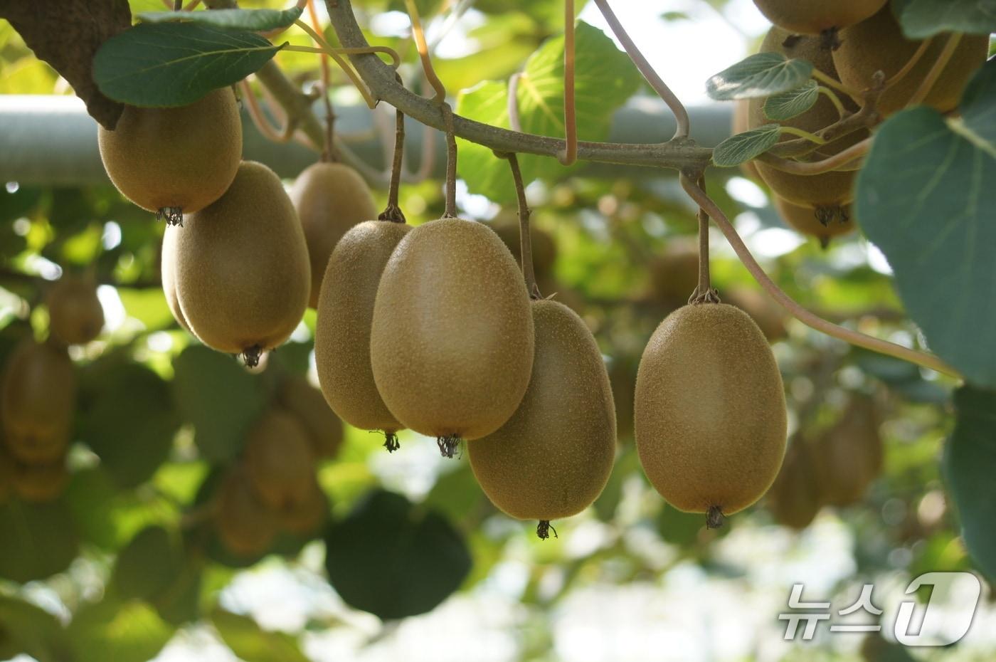 본문 이미지 -  제주산 키위./뉴스1