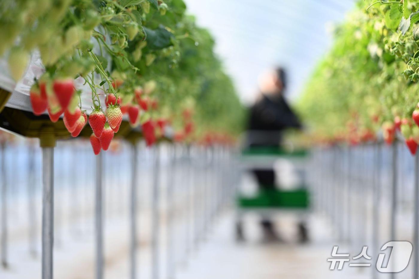 본문 이미지 - 홍성 은하면에서 생산 중인 딸기. / 뉴스1 