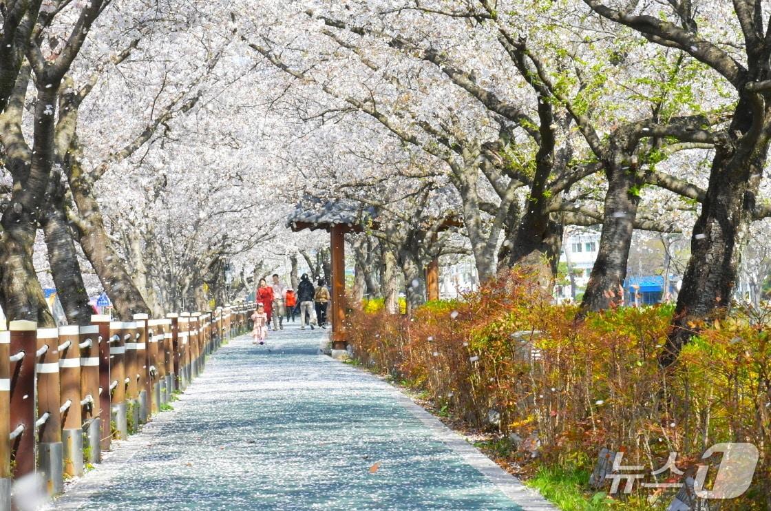 본문 이미지 - 제23회 순창 옥천골 벚꽃축제가 4월 2일부터 5일까지 나흘 간 경천로 일원에서 개최된다.(순창군 제공. 재판매 및 DB금지)/뉴스1 