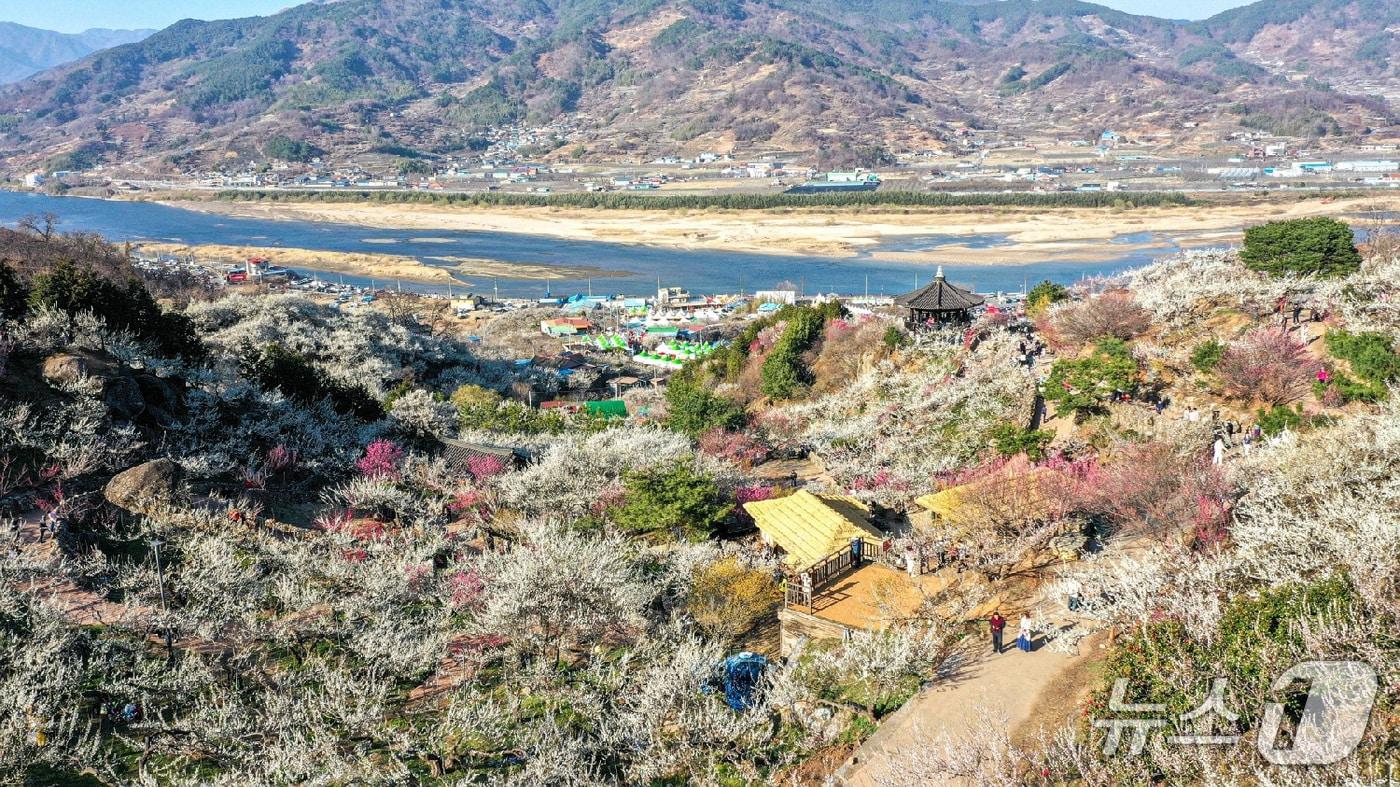 본문 이미지 - 2025~2026년 '한국관광 100선'에 선정된 광양매화마을(광양시 제공) 