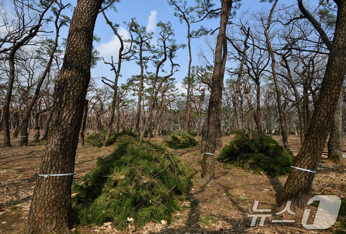 본문 이미지 - 17일 오후 경북 경주시 황성공원 내 소나무들이 최근 진행된 전정 작업으로 인해 앙상한 모습으로 변해있다. 경주시는 "이번 전정작업은 5년 만에 실시됐다＂며 ＂앞으로는 주변 환경을 헤치지 않는 범위에서 작업하겠다＂고 말했다. 2026.3.17 ⓒ 뉴스1 최창호 기자
