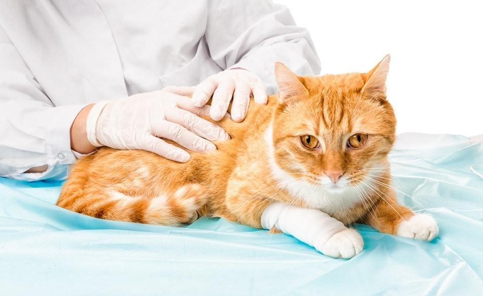 본문 이미지 - 24시 넬동물의료센터는 고양이 뇌질환 '키아리 유사 기형'을 진단하고 수술로 개선한 사례를 국제 학술지에 게재했다고 밝혔다(클립아트코리아, 사진은 기사 내용과 무관함). ⓒ 뉴스1